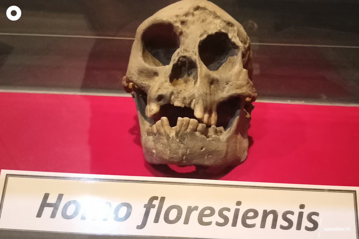 hobbit_bone_tiny_species_ancient_humans_found_indonesian_island_SPACEBAR_Photo01_28cc9d07c7.jpg