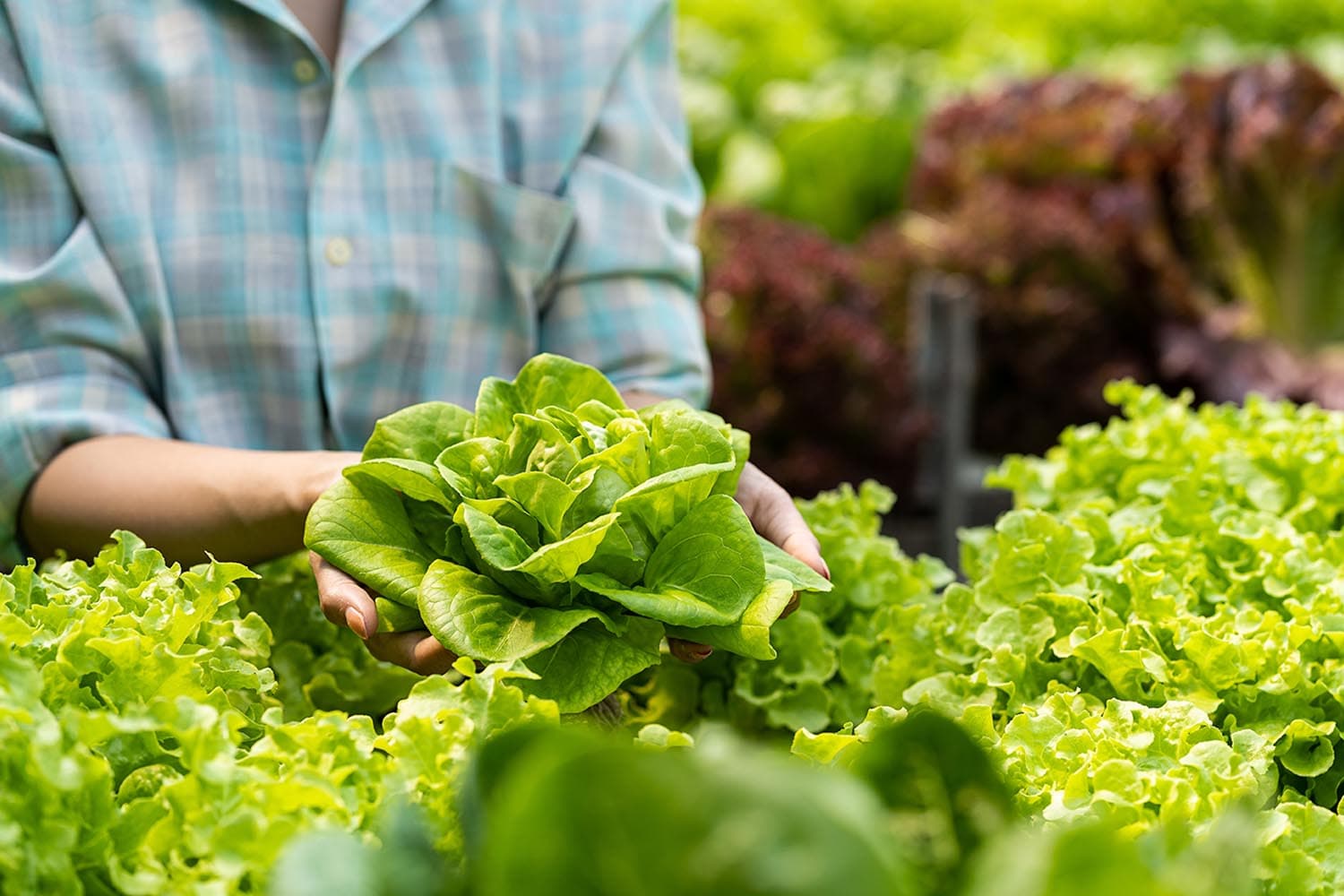 homegrown_veg_cheap_substitutes_japanese_fight_soaring_food_prices_SPACEBAR_Hero_1e3557c84d.jpg