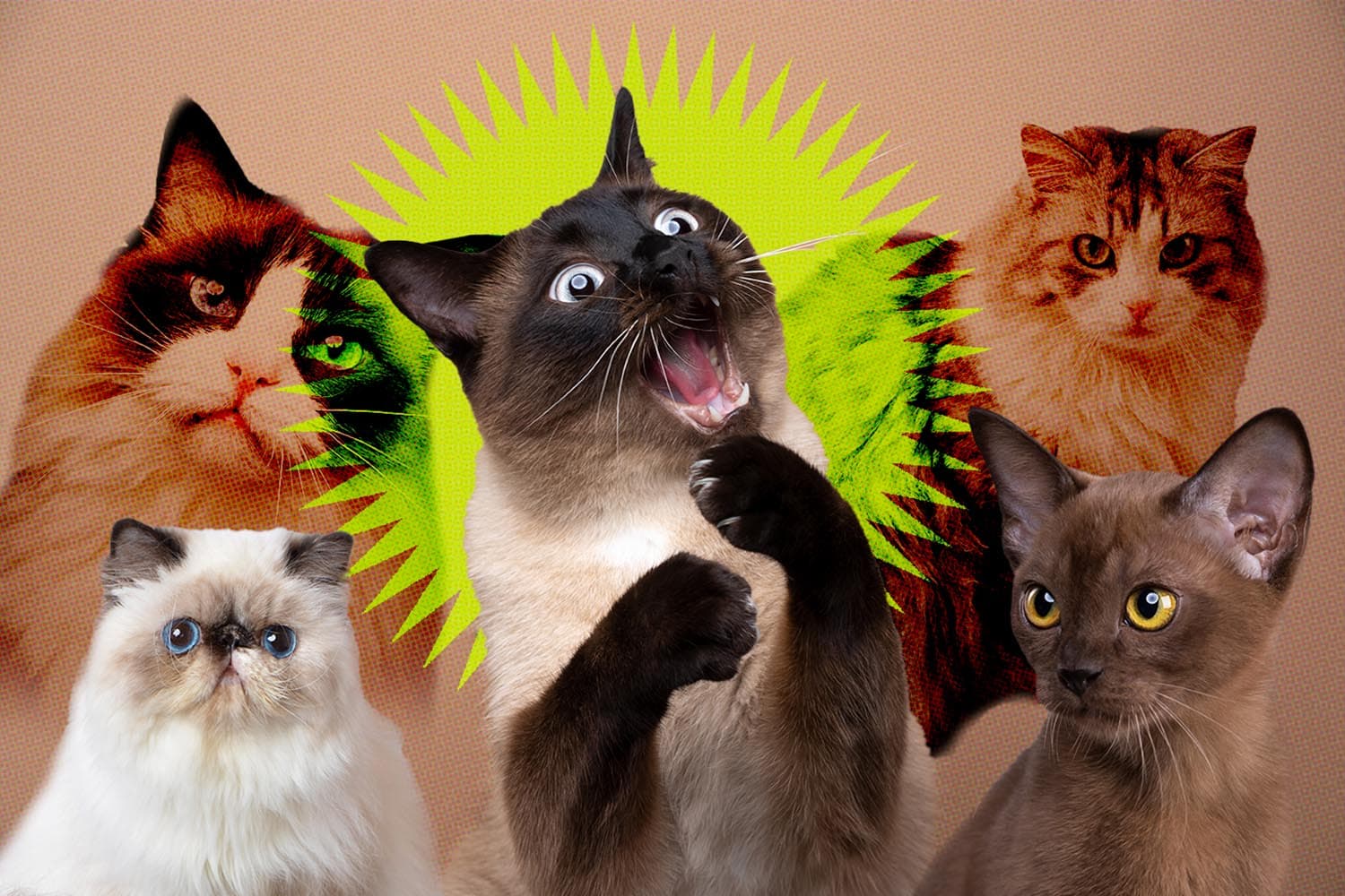 how_long_will_your_cat_live_charts_predict_life_expectancy_of_popular_breeds_SPACEBAR_Hero_8840927eb3.jpg