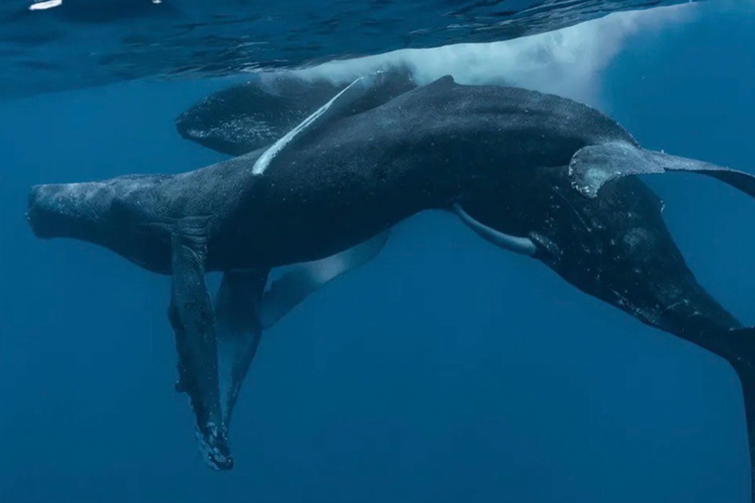 humpback_sex_photographed_for_first_time_both_whales_were_male_SPACEBAR_Hero_2127eca1f4.jpg