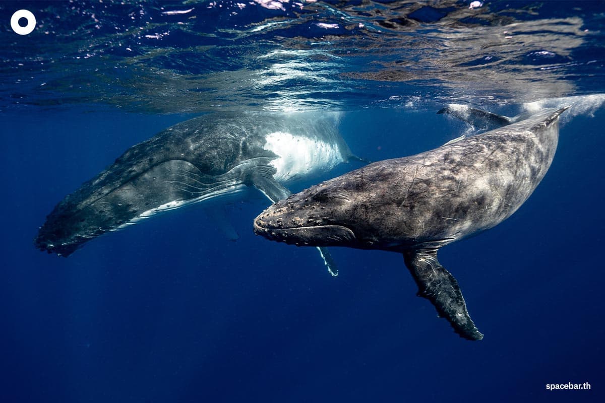 humpback_sex_photographed_for_first_time_both_whales_were_male_SPACEBAR_Photo01_0af89b2959.jpg