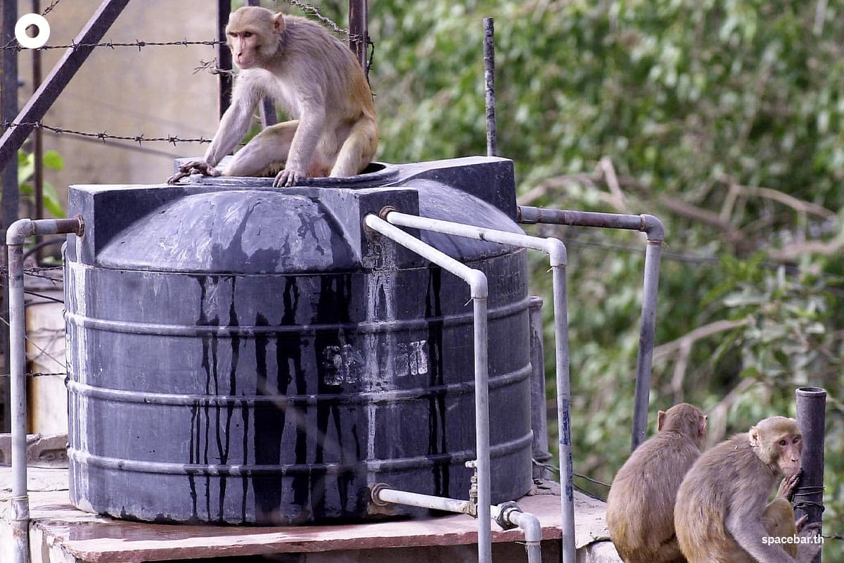 indian_heatwave_kills_dozens_nearly_25000_fall_ill_monkeys_drown_in_well_SPACEBAR_Photo02_1c911aa008.jpg