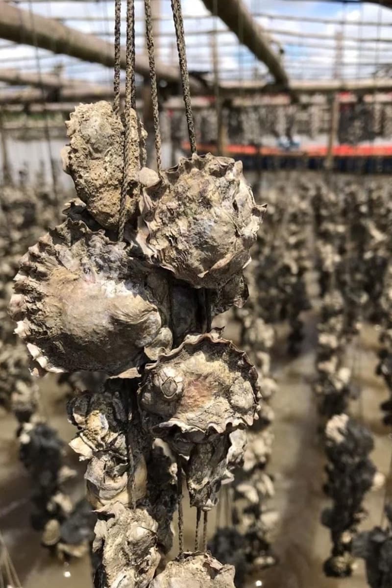 ipthailand_thasom_oysters_gi_product_trat_province_SPACEBAR_Photo_V01_52905afc65.jpg
