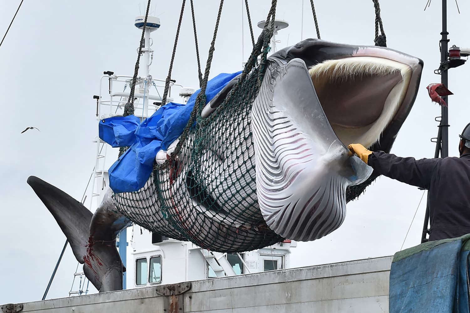 japan_to_start_hunting_fin_whales_after_five_years_of_commercial_whaling_SPACEBAR_Hero_a16bfb5a83.jpg