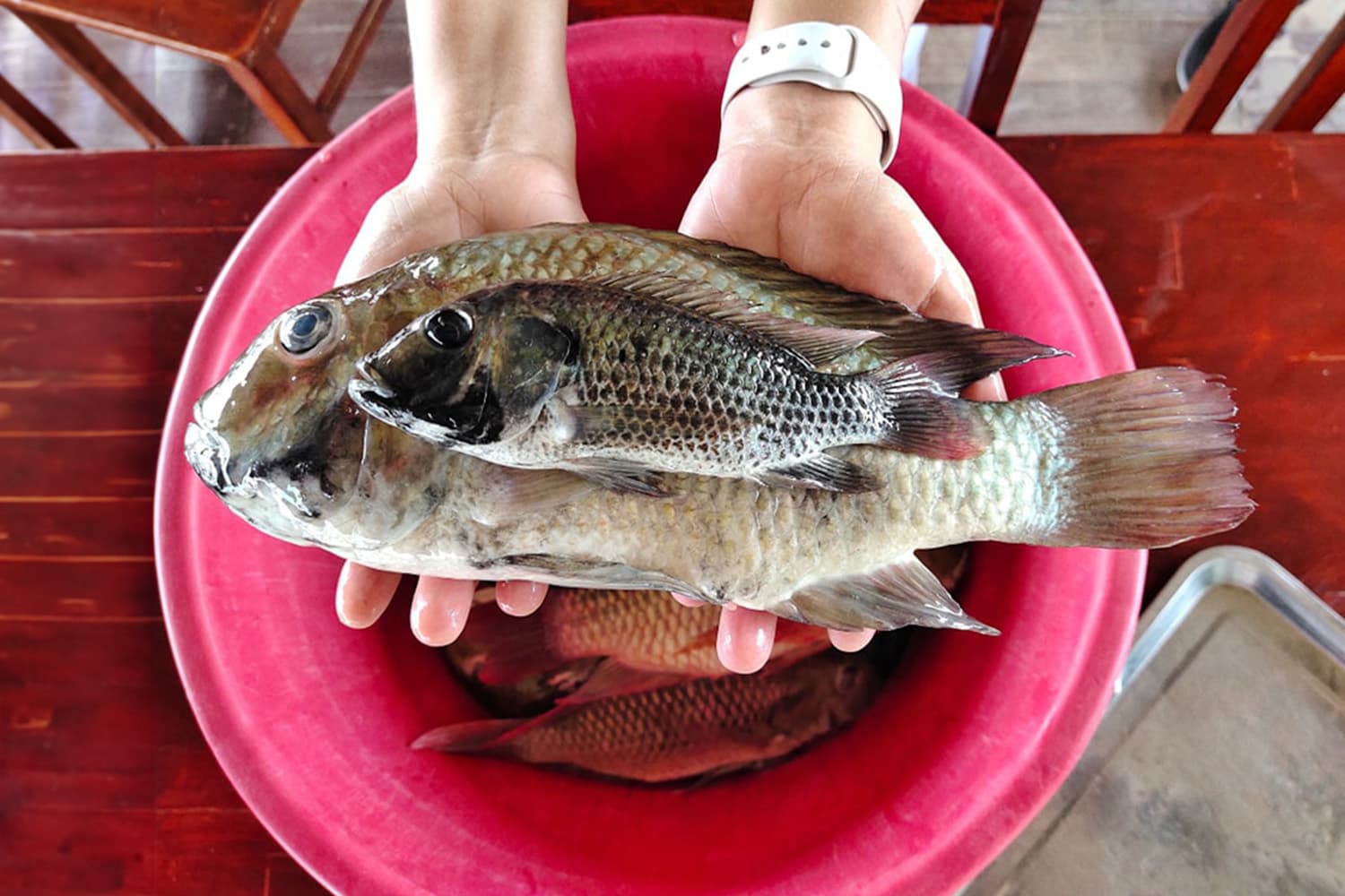 jessada_denduangboripant_blackchin_tilapia_fat_fish_31_july_2024_SPACEBAR_Hero_80d5027a50.jpg