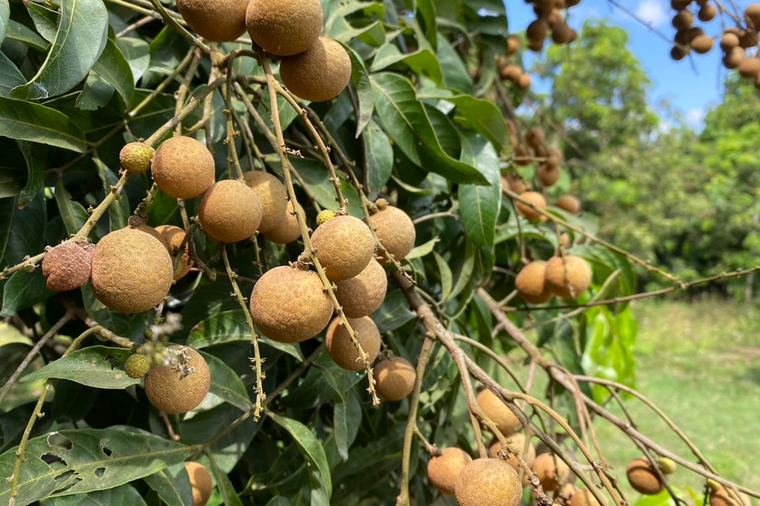 longan_out_season_price_drops_impact_cold_weather_small_fruit_SPACEBAR_Hero_e55b4add9d.jpg