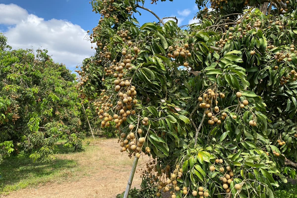 longan_out_season_price_drops_impact_cold_weather_small_fruit_SPACEBAR_Photo02_36e6b52e90.jpg