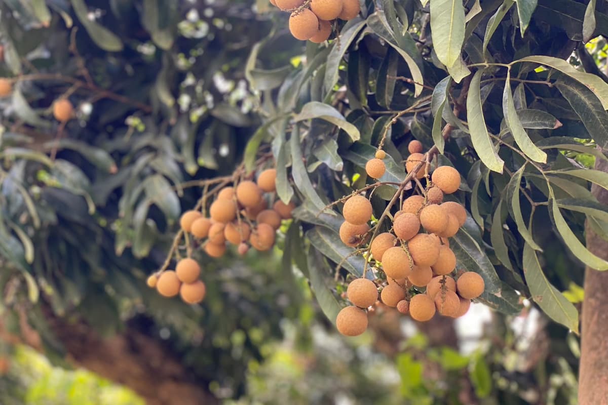 longan_out_season_price_drops_impact_cold_weather_small_fruit_SPACEBAR_Photo04_0e5ff21032.jpg