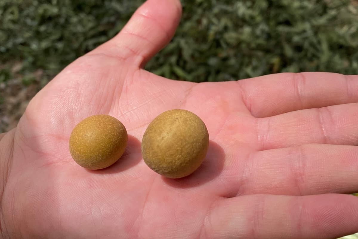 longan_out_season_price_drops_impact_cold_weather_small_fruit_SPACEBAR_Photo06_770589c8c5.jpg