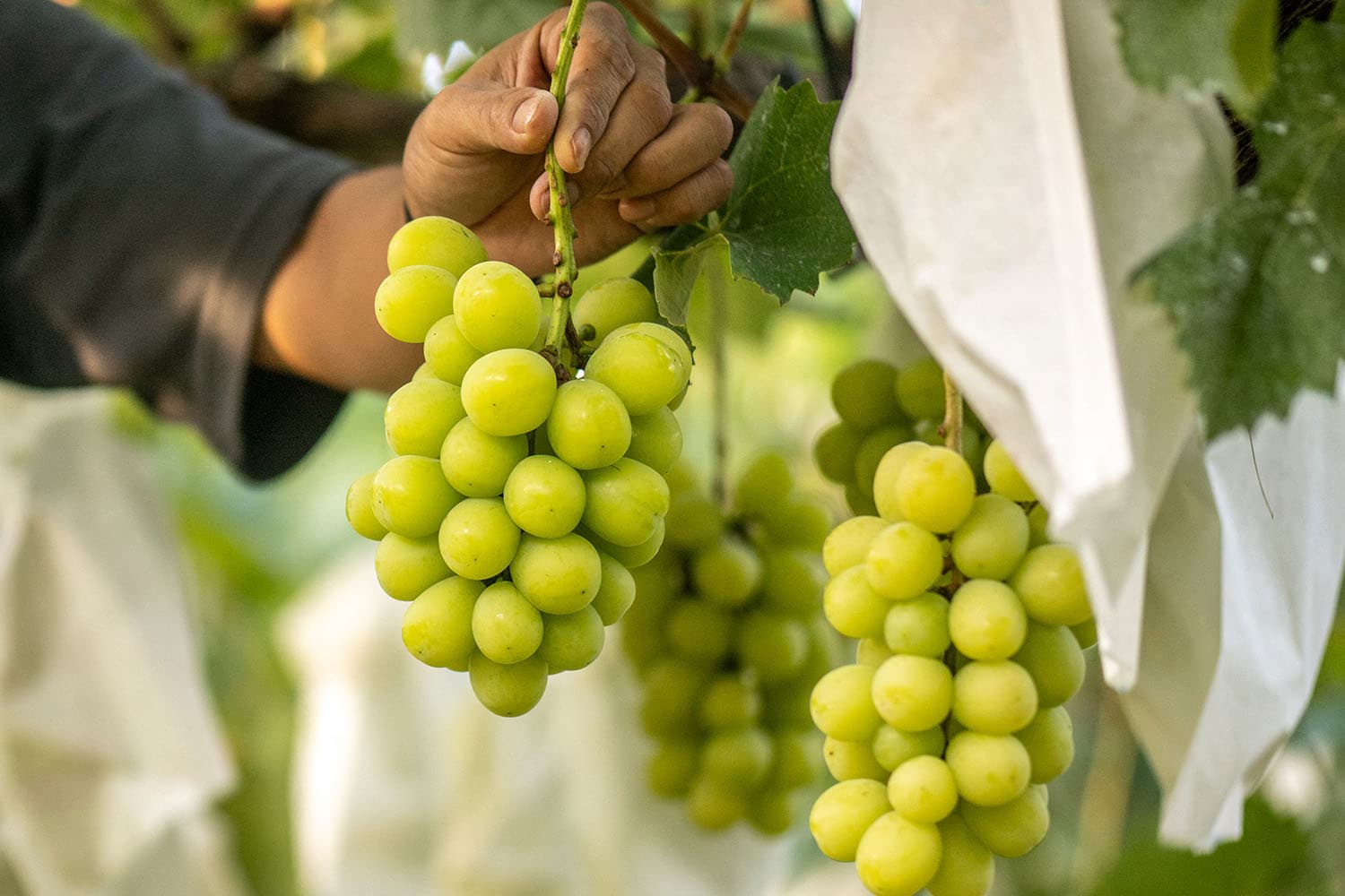 malaysia_probe_entry_of_shine_muscat_grapes_chemical_residues_SPACEBAR_Hero_8e24f652b8.jpg