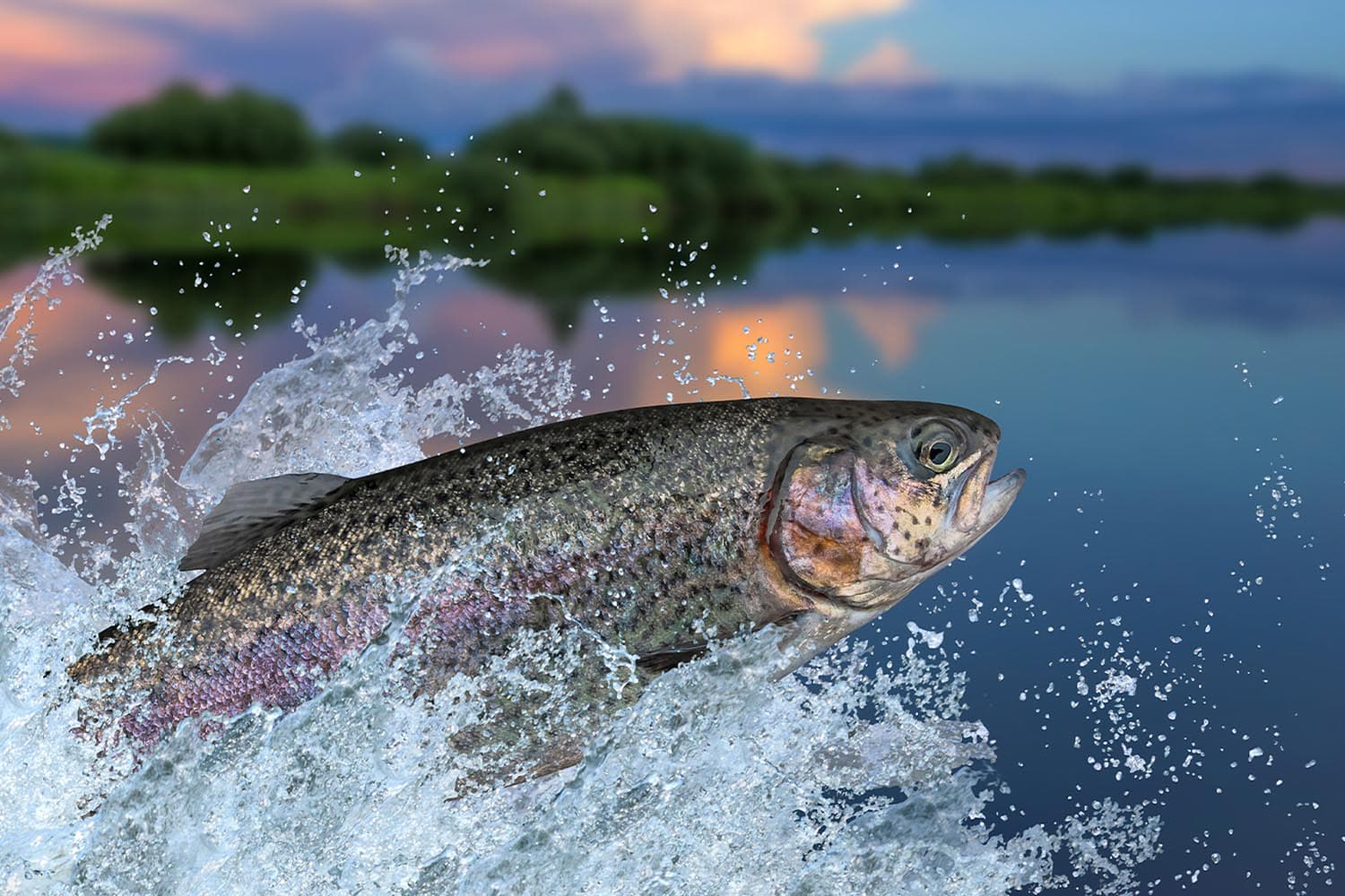 mass_die_offs_among_farmed_salmon_on_the_rise_around_the_world_SPACEBAR_Hero_55ce9ccff1.jpg