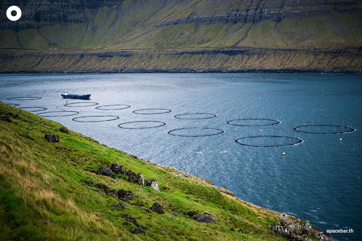 mass_die_offs_among_farmed_salmon_on_the_rise_around_the_world_SPACEBAR_Photo01_d8d5196496.jpg