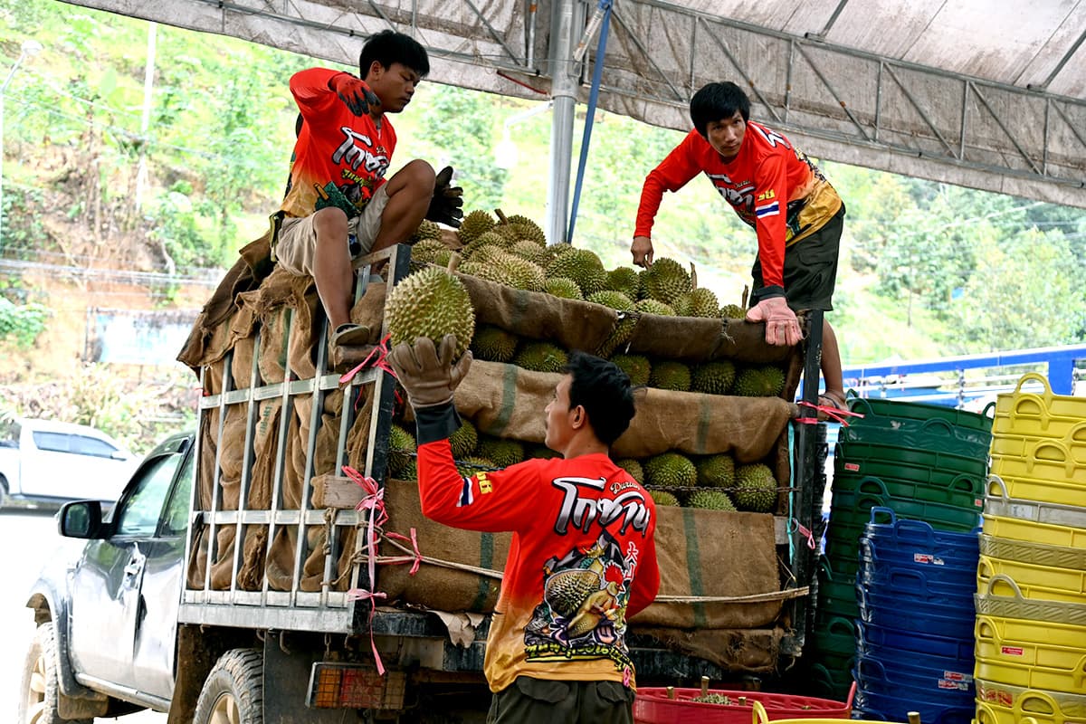 moc-commerce-songkhla-yala-durian-betong-price-farmers-SPACEBAR-Photo02.jpg