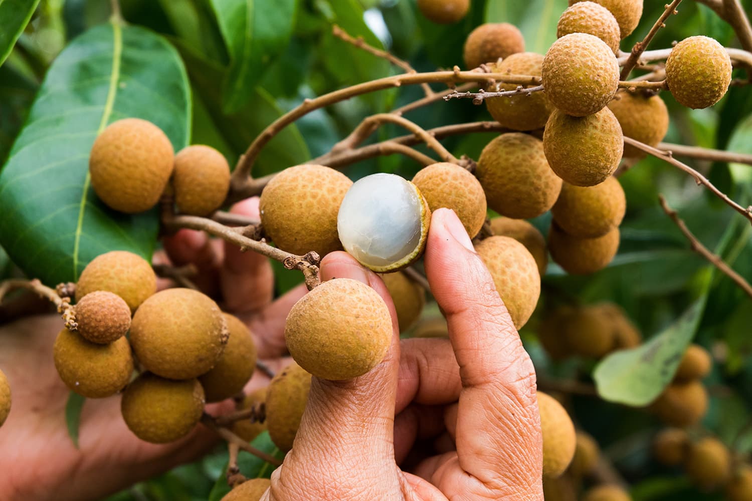 moc_go_chiang_mai_northern_longan_export_sell_in_country_SPACEBAR_Hero_fe8265e7fe.jpg