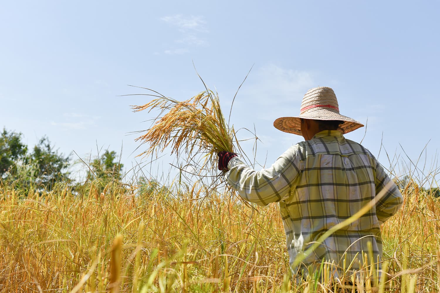 moc_help_season_rice_farming_1000_per_rai_farmers_registered_SPACEBAR_Hero_7b80dba82e.jpg