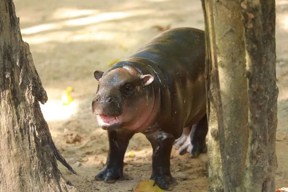 moo_deng_khao_kheow_open_zoo_performance_excellent_2567_SPACEBAR_Photo01_c1e3a3034a.jpg