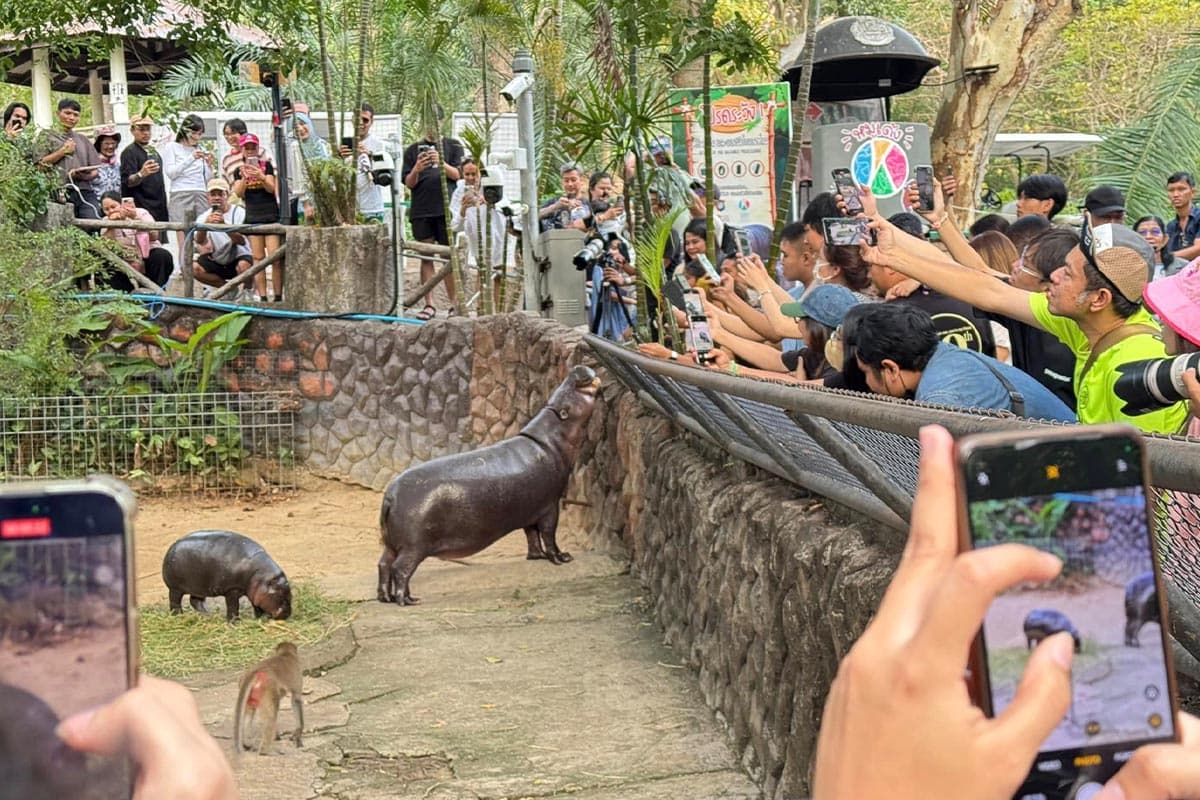 moo_deng_khao_kheow_open_zoo_performance_excellent_2567_SPACEBAR_Photo02_0ef47a1880.jpg