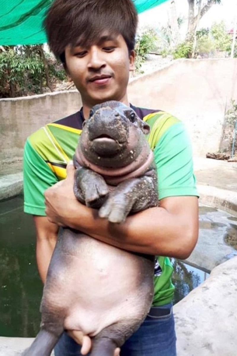 moo_deng_khao_kheow_open_zoo_performance_excellent_2567_SPACEBAR_Photo_V01_cbb80ca1a6.jpg