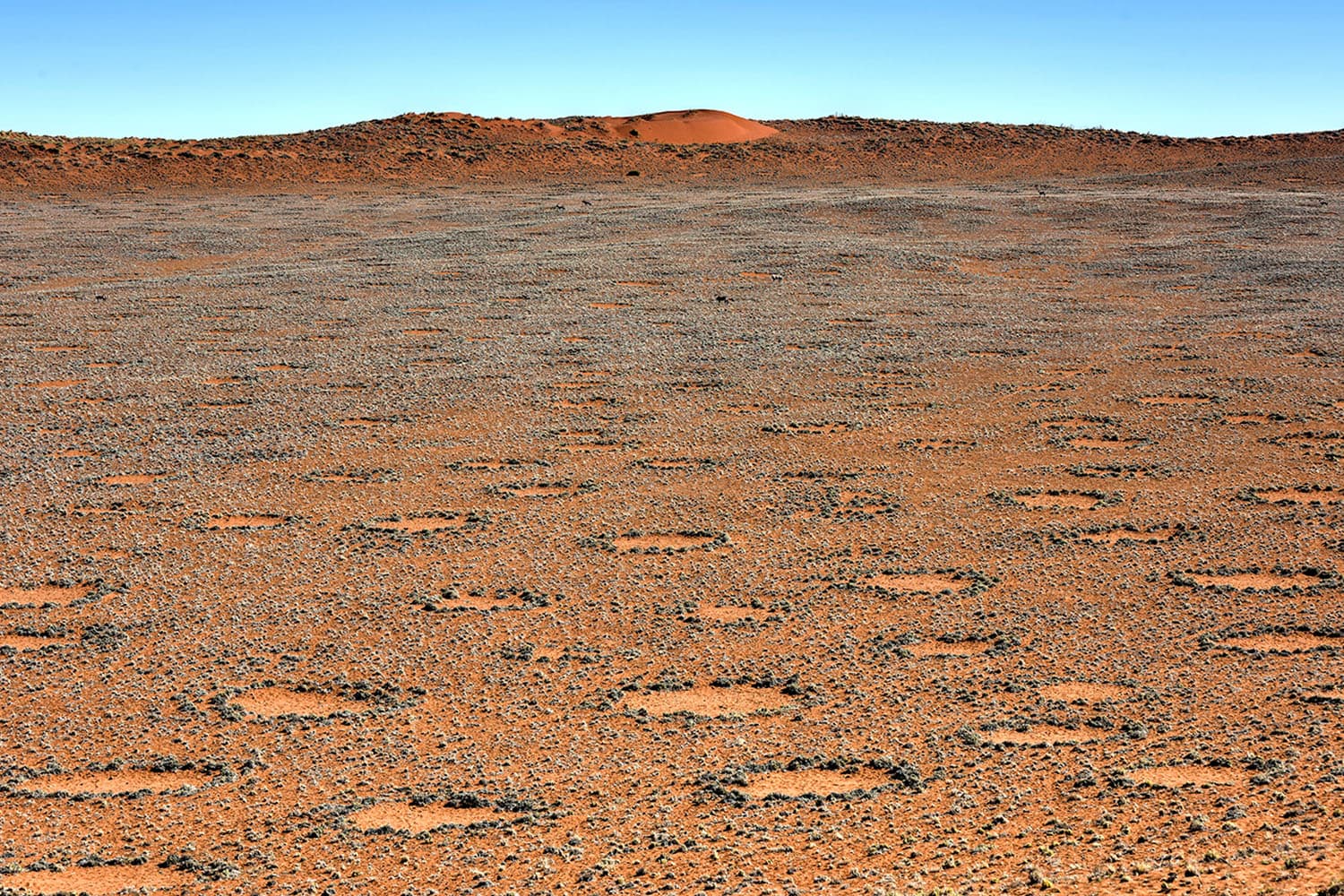 mysterious_fairy_circles_identified_hundreds_of_sites_worldwide_SPACEBAR_Hero_06d184e088.jpg