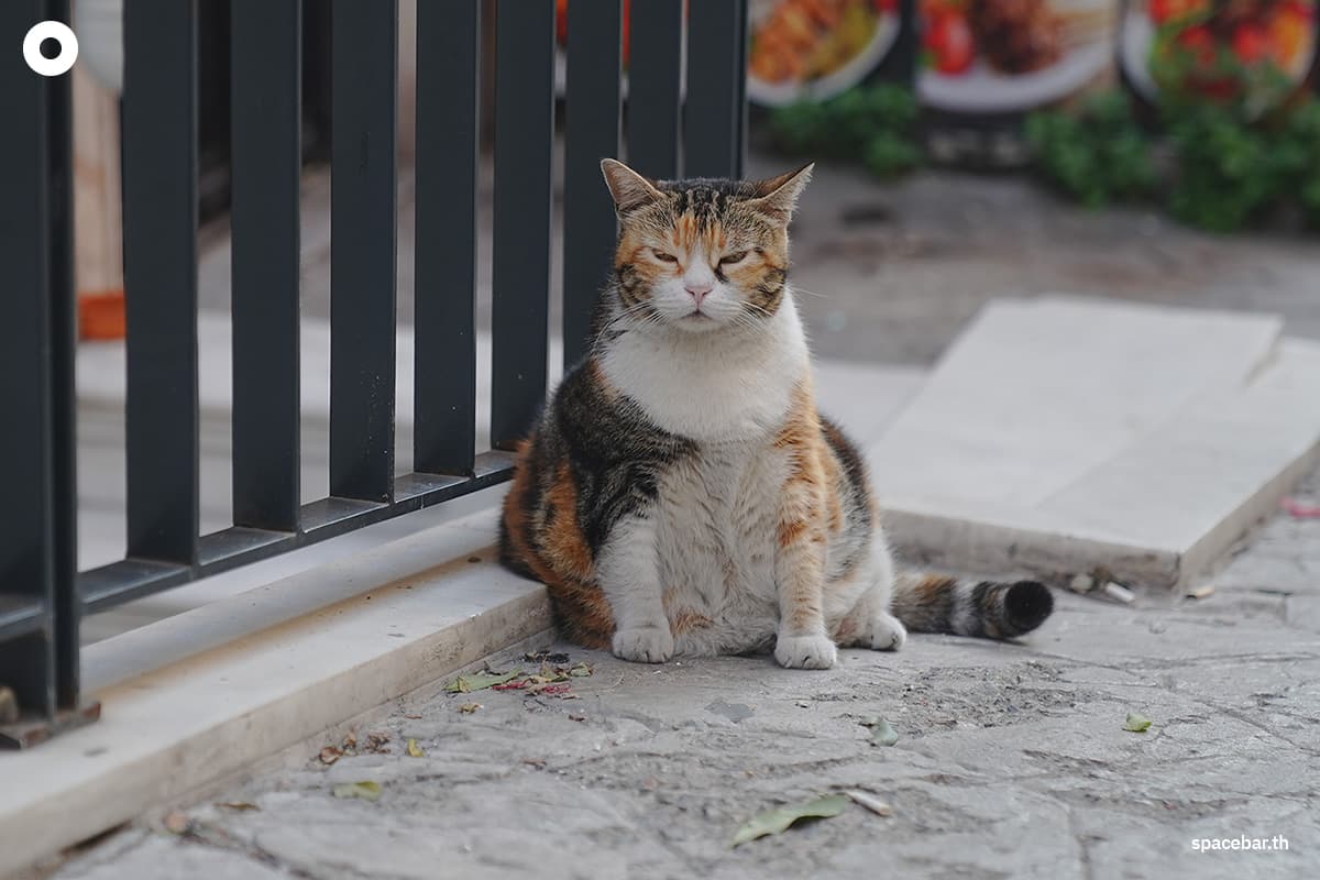 photo_story_catstanbul_istanbul_city_of_cats_SPACEBAR_Photo00_c800d77a67.jpg