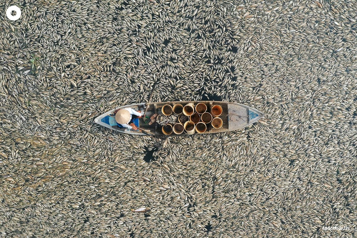 photo_story_hundreds_of_thousands_fish_die_off_vietnam_heatwave_SPACEBAR_Photo02_951d9e0dca.jpg