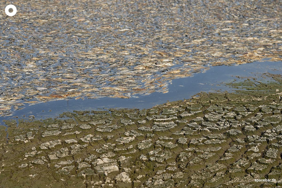 photo_story_hundreds_of_thousands_fish_die_off_vietnam_heatwave_SPACEBAR_Photo03_d5227761b5.jpg