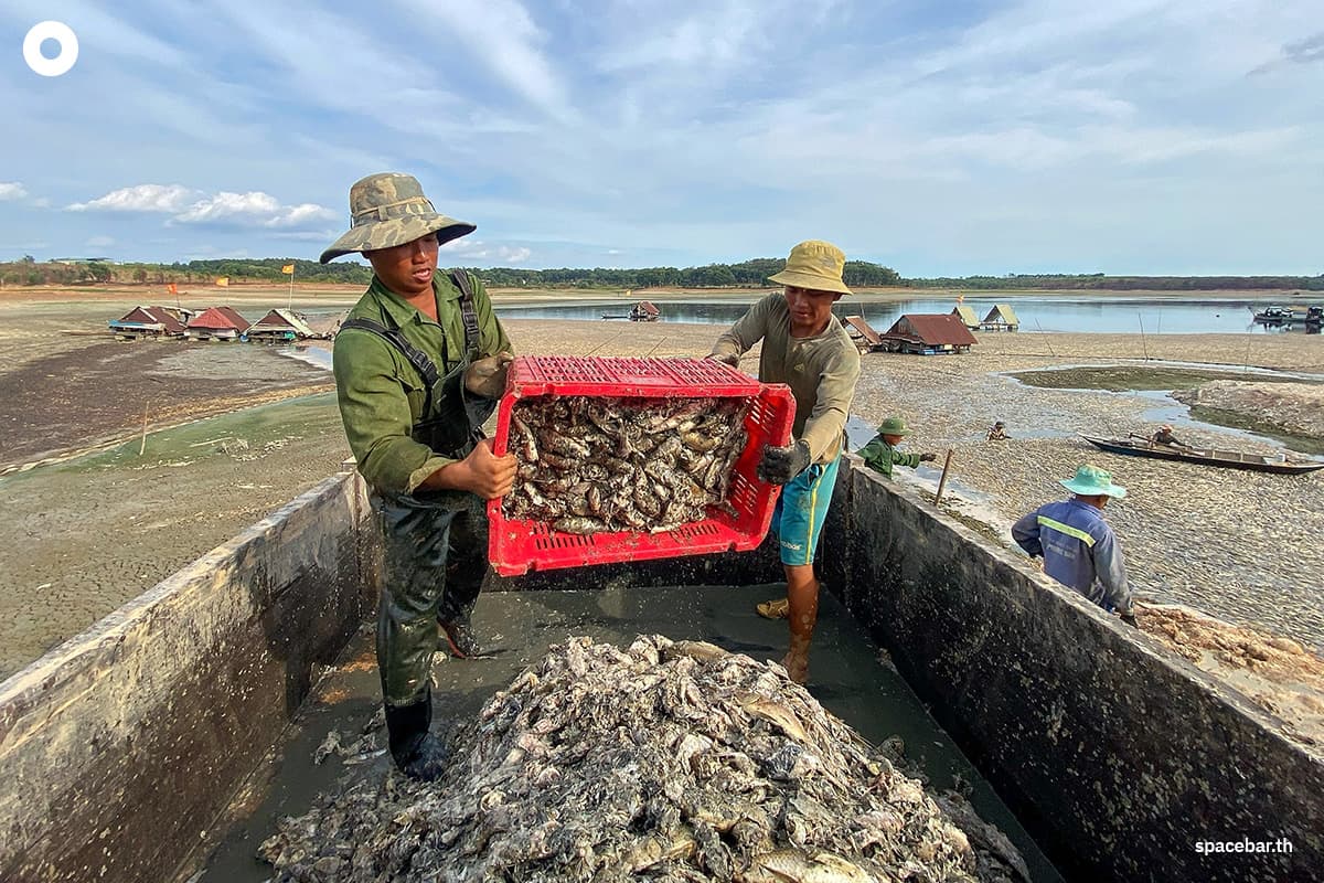 photo_story_hundreds_of_thousands_fish_die_off_vietnam_heatwave_SPACEBAR_Photo04_01fd1eb537.jpg