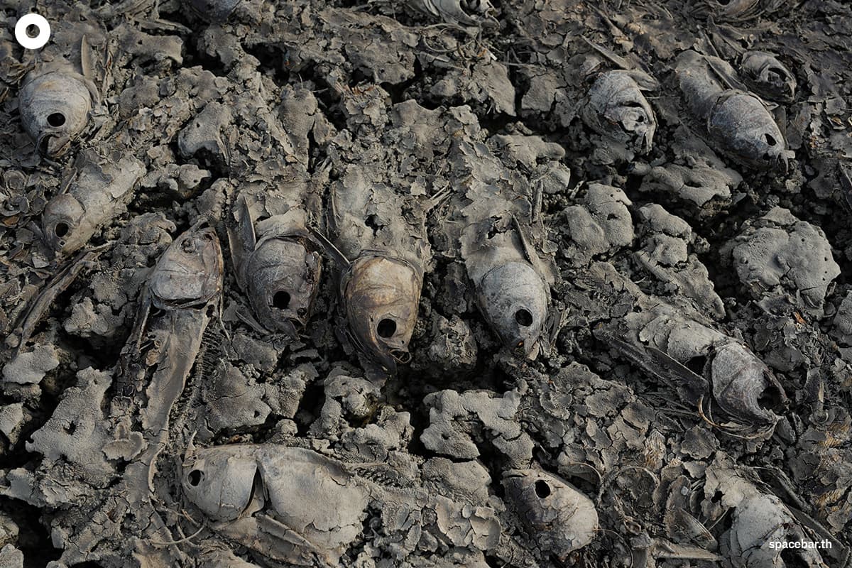 photo_story_hundreds_of_thousands_fish_die_off_vietnam_heatwave_SPACEBAR_Photo05_d0251e8189.jpg