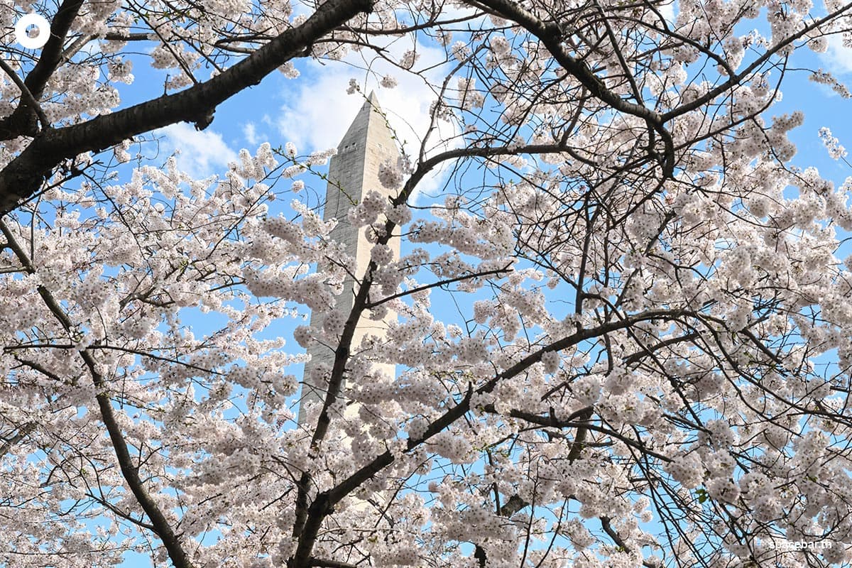photo_story_japanese_cherry_blossom_bloom_washington_dc_SPACEBAR_Photo03_896978c866.jpg