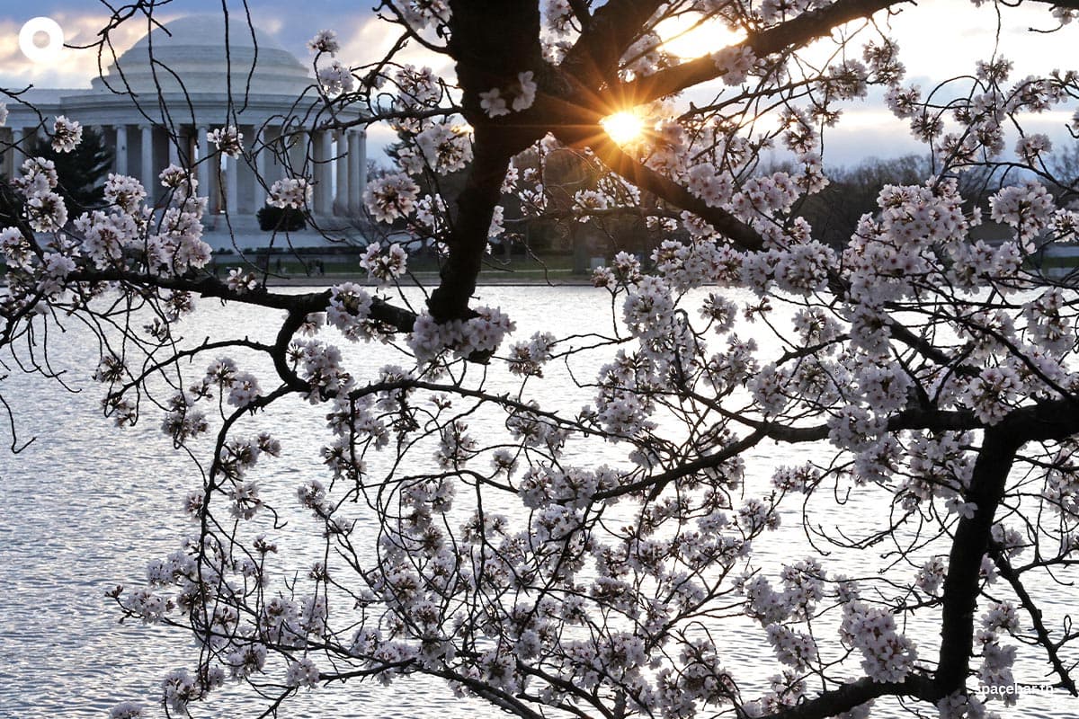 photo_story_japanese_cherry_blossom_bloom_washington_dc_SPACEBAR_Photo09_4cbae0b276.jpg