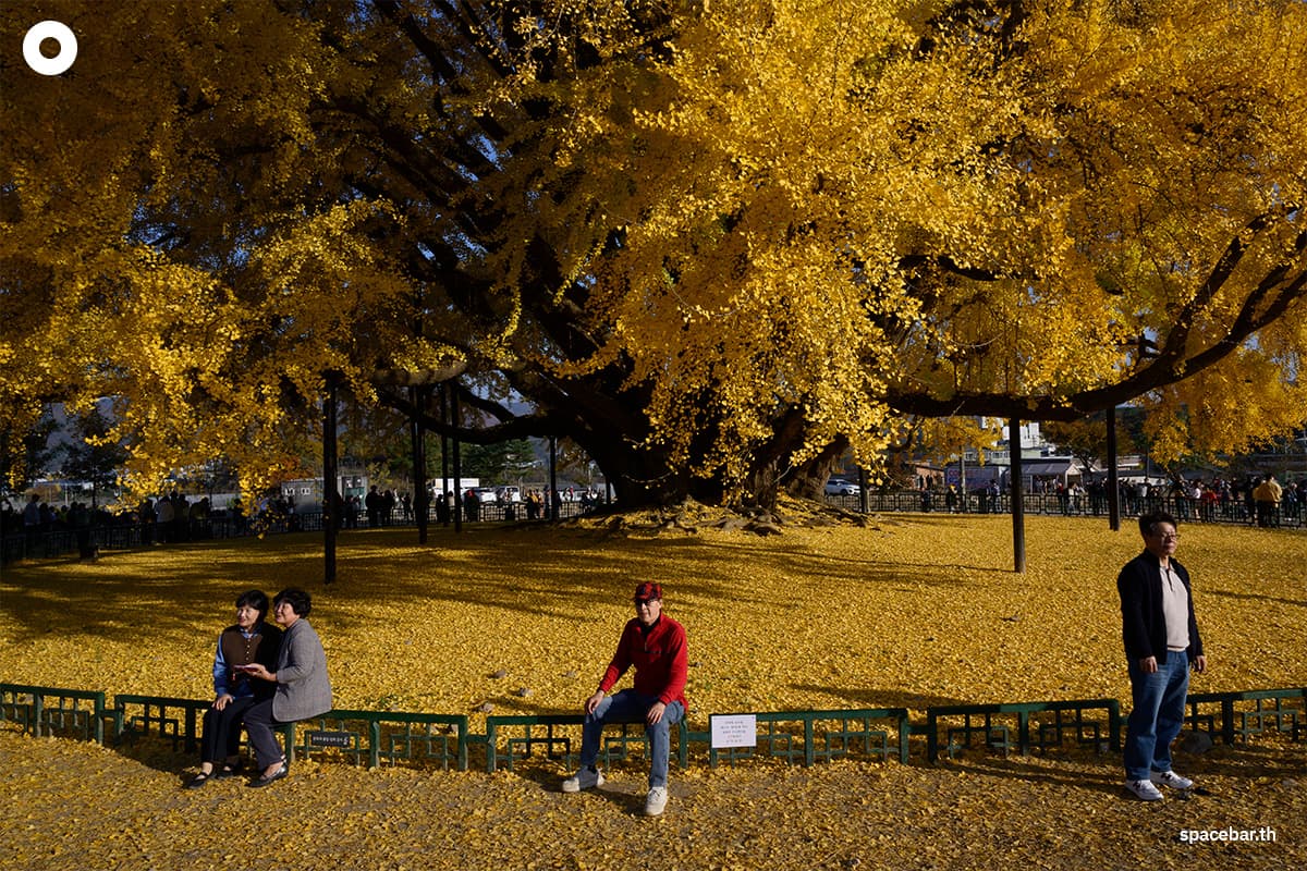 photo_story_south_korea_ginkgo_tree_bangyeri_SPACEBAR_Photo02_1_53b6524275.jpg