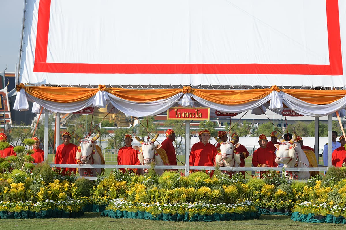 royal_plowing_ceremony_day_2024_SPACEBAR_Photo03_a974f12135.jpg