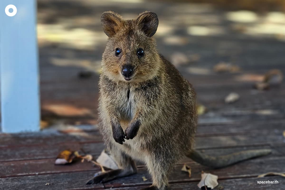science_says_watching_cute_animals_can_reduce_stress_levels_SPACEBAR_Photo01_c13c892d61.jpg