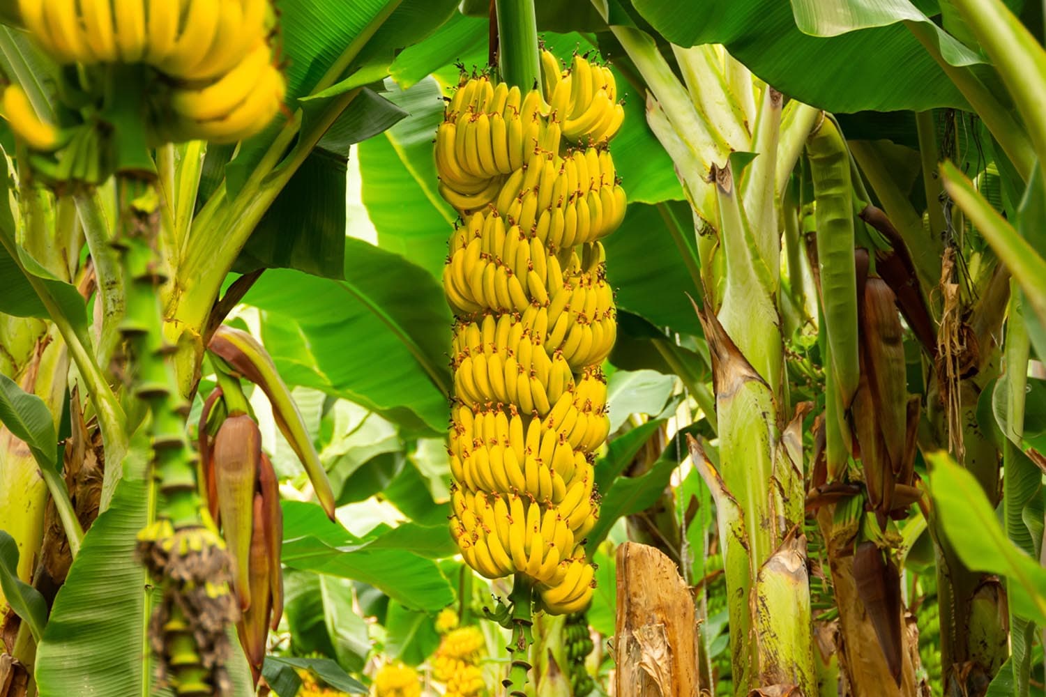 scientists_warn_cavendish_bananas_extinct_as_catastrophic_fungal_SPACEBAR_Hero_0cf42fbba9.jpg