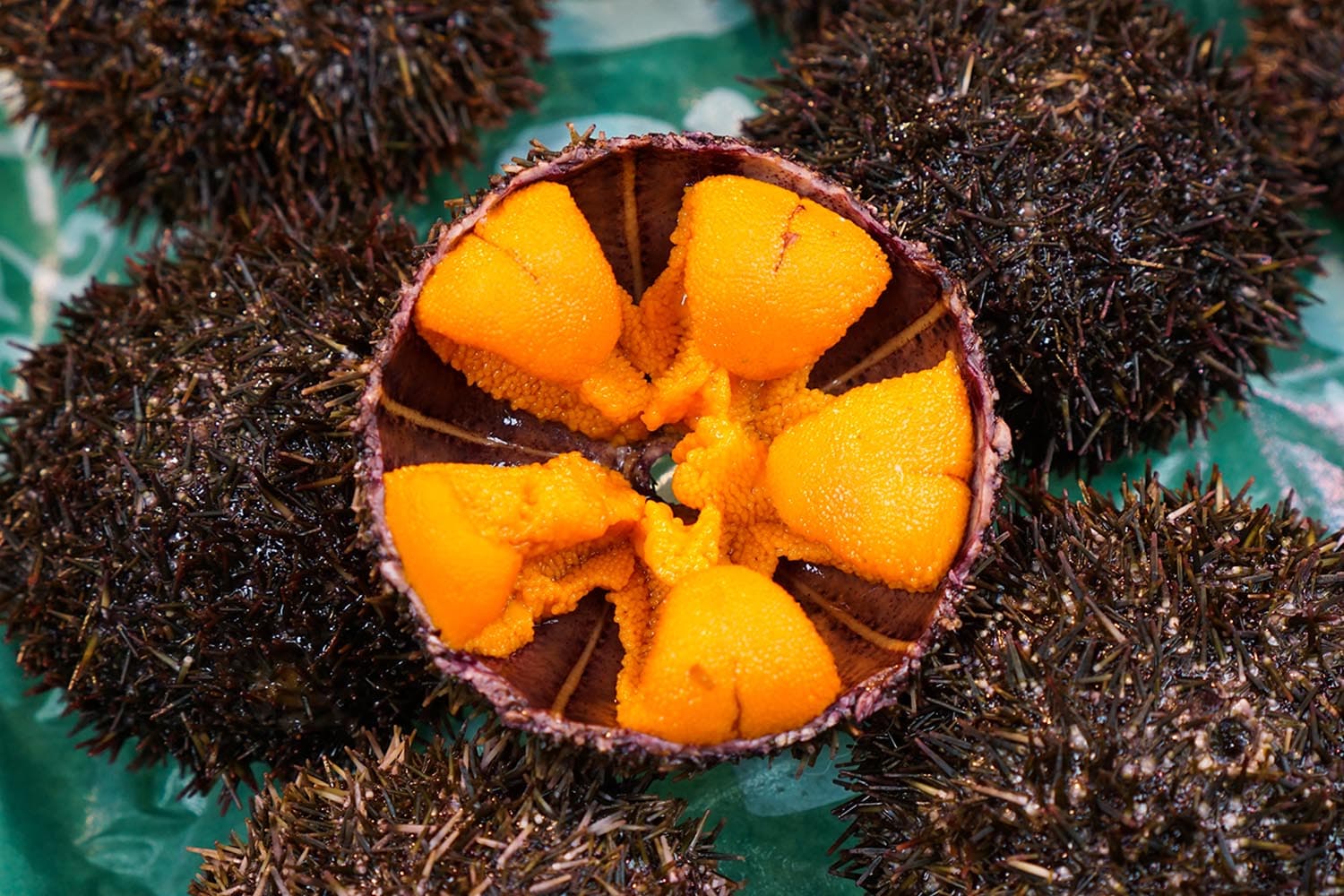 sea_urchin_sicily_risk_extinction_due_to_popularity_culinary_delicacy_SPACEBAR_Hero_0e41183a85.jpg