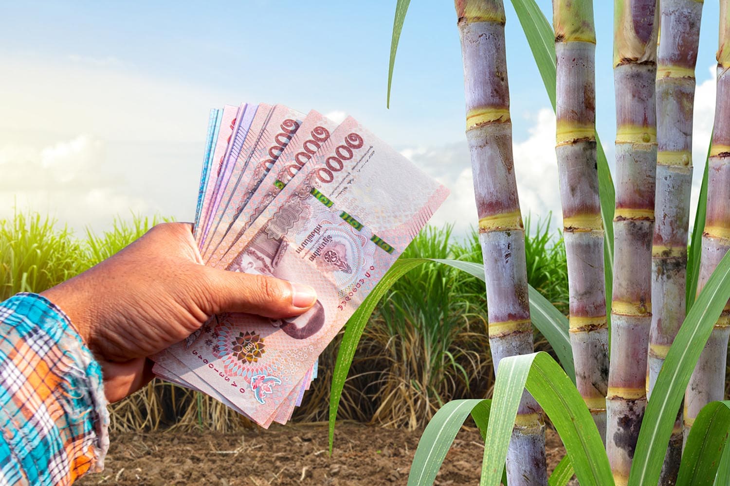 sugarcane_farmer_subsidy_project_cut_sugarcane_small_dust_SPACEBAR_Hero_aded0b246f.jpg
