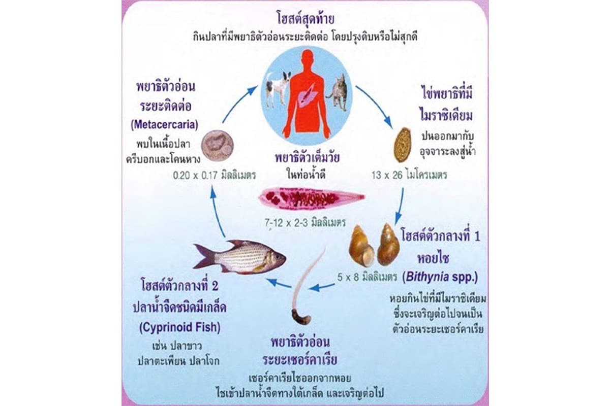 sustainability-liver-fluke-screening-water-quality-thailand-SPACEBAR-Photo01.jpg