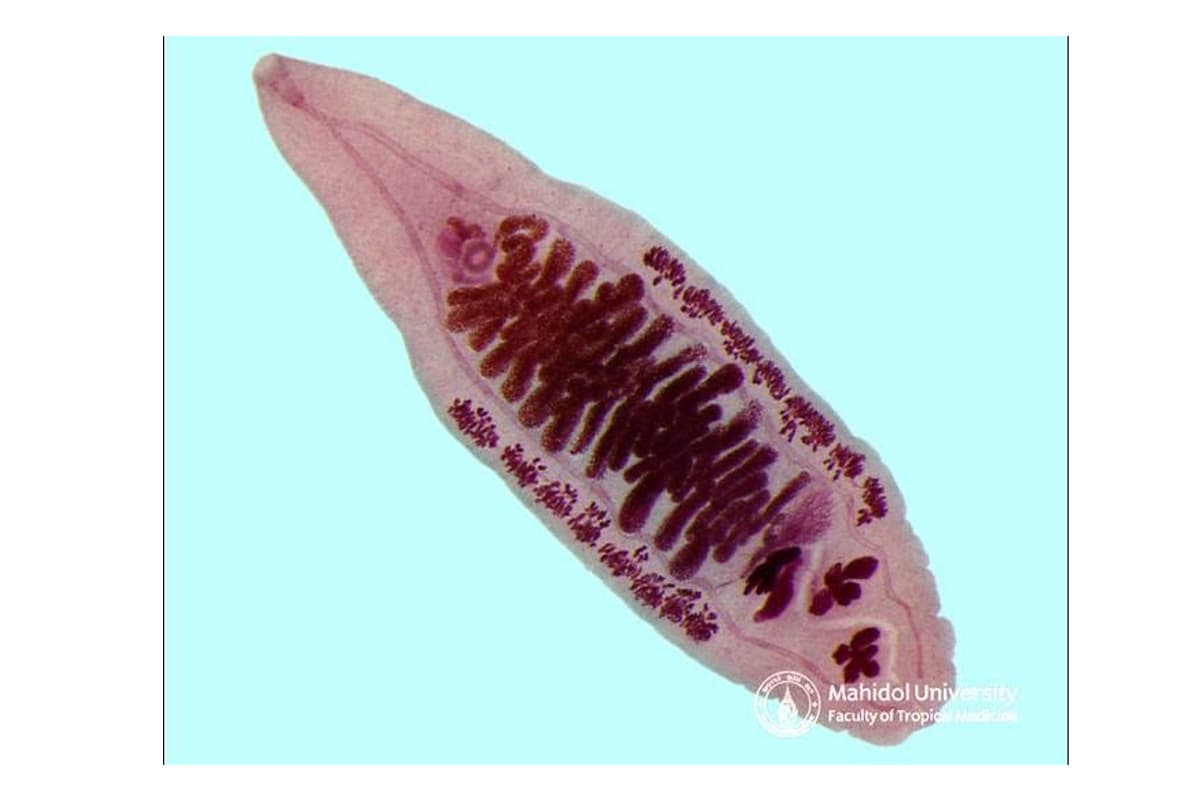 sustainability-liver-fluke-screening-water-quality-thailand-SPACEBAR-Photo03.jpg