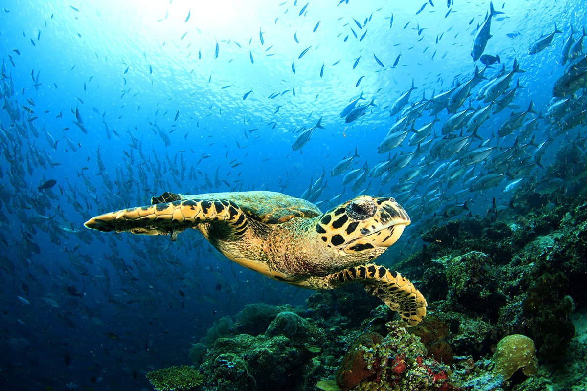 เต่ากระ (Hawksbill Turtle) หนึ่งในสัตว์ทะเลที่จัดอยู่ในสถานะใกล้สูญพันธุ์ขั้นวิกฤตตามบัญชีขององค์การระหว่างประเทศเพื่อการอนุรักษ์ธรรมชาติ (IUCN)