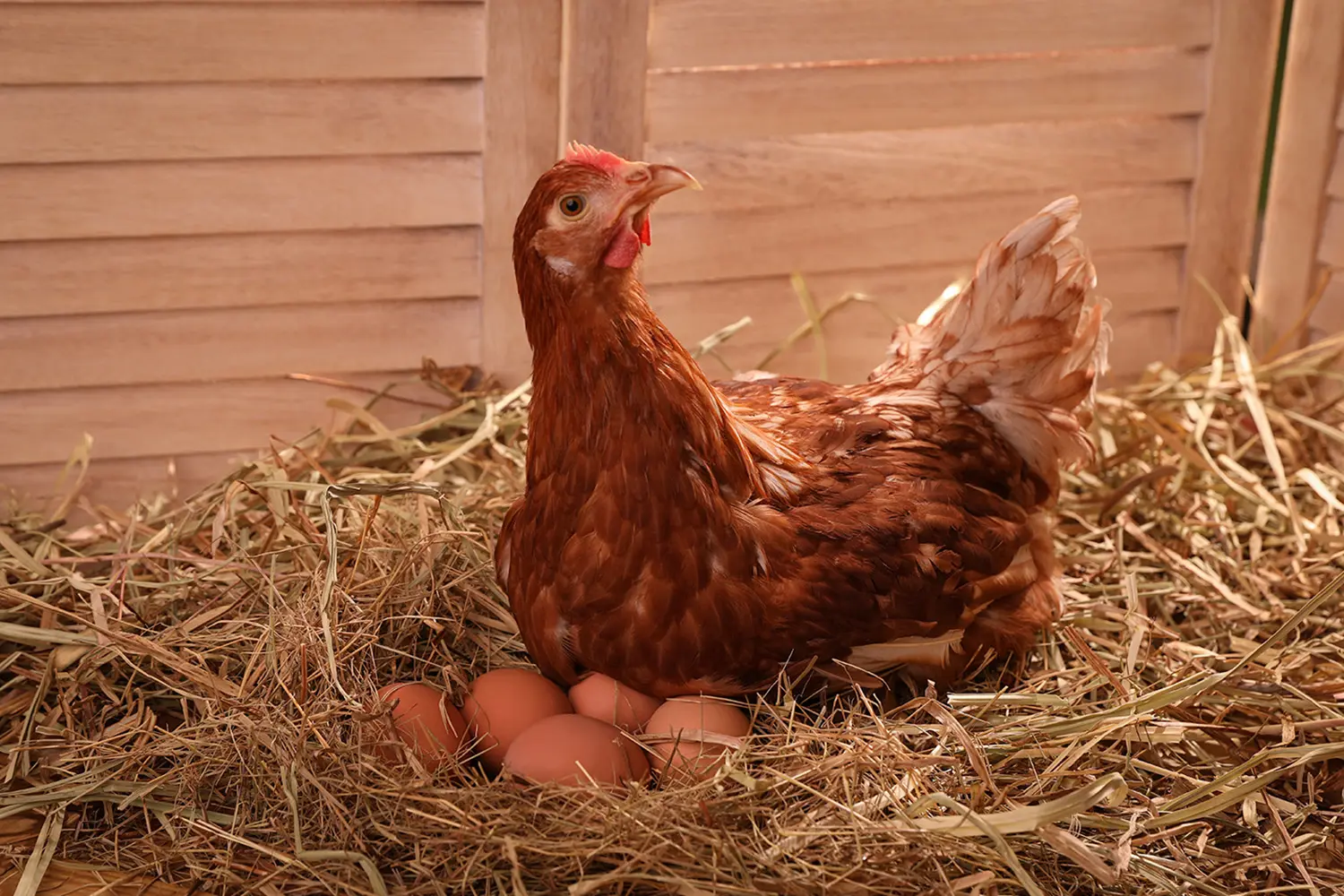 sustainability_global_warming_chickens_lay_fewer_eggs_prices_rise_SPACEBAR_Hero_158b48a32f.jpg