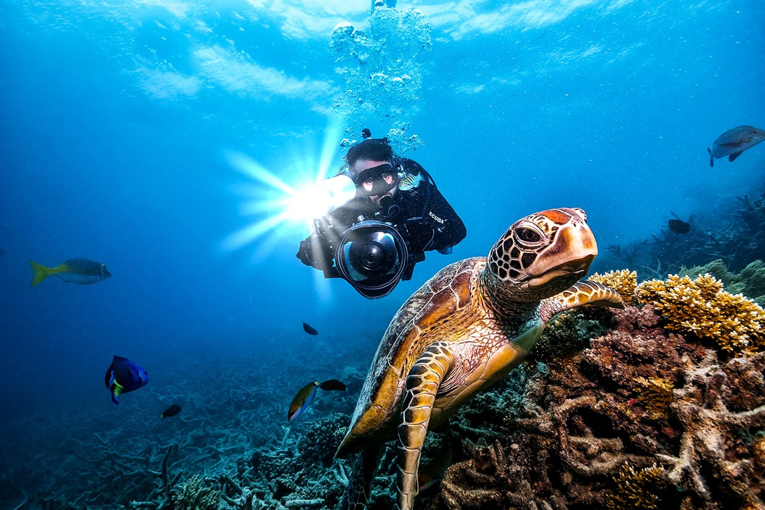 sustainability_summary_of_new_laws_for_coral_conservation_SPACEBAR_Hero_9cdcb58071.jpg