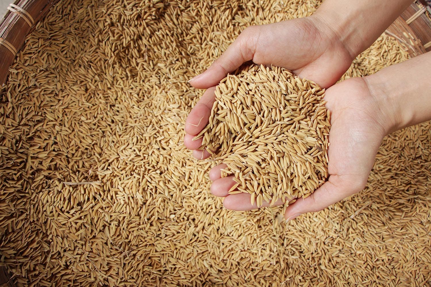 thai_rice_unlocking_law_export_registration_SPACEBAR_Hero_38f92755a8.jpg