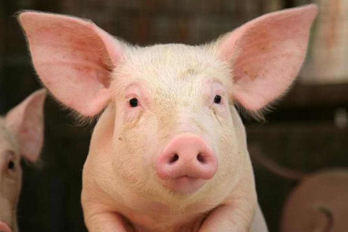tpso_crisis_wild_pork_strategy_global_pork_trade_world_food_SPACEBAR_Photo03_ec1f6f3123.jpg