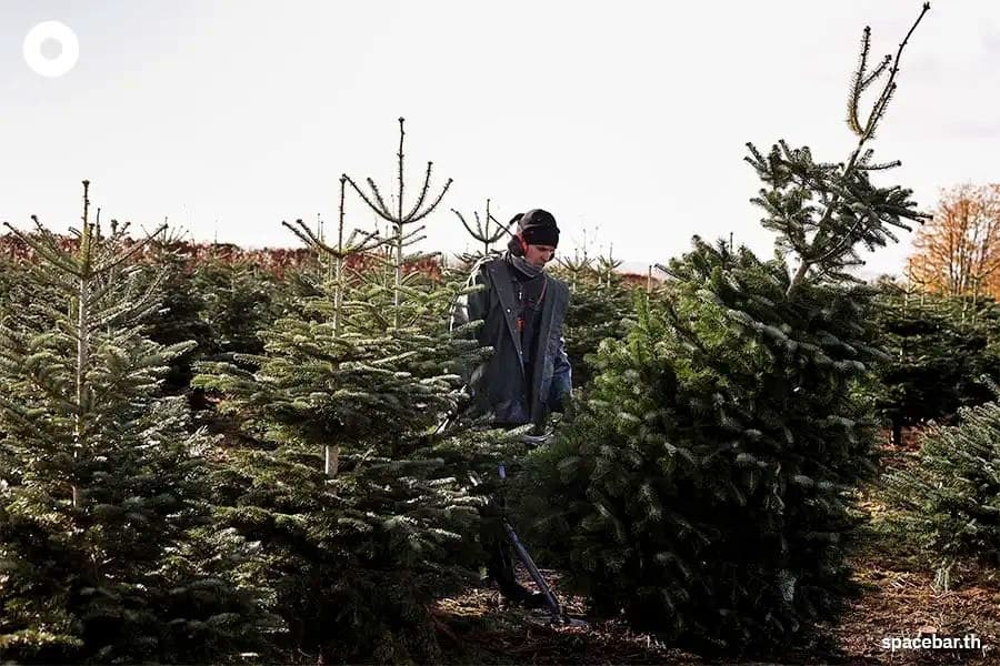 trump-tariffs-christmas-trees-accidental-sustainability-2025-SPACEBAR-1.jpg