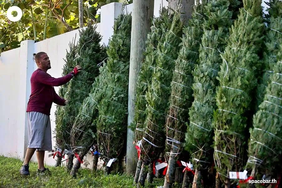 trump-tariffs-christmas-trees-accidental-sustainability-2025-SPACEBAR-2.jpg