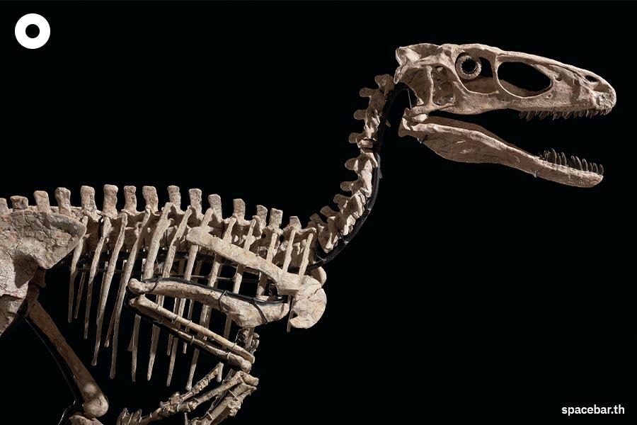 https://images.ctfassets.net/i3o8p9lzd06f/23h2Pr8jReCXD8ehkLZnew/80f1b84d2db8790672f49cd7a3bed6c6/Bone-study-transforms-understanding-of-dinosaur-growth-SPACEBAR-Photo01