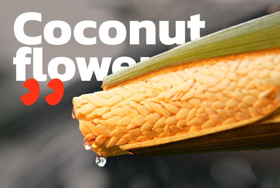 Coconut flower  2025-SPACEBAR-Thumbnail.jpg
