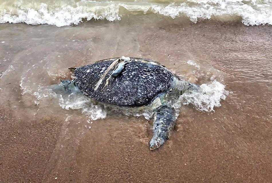 Environment-marine-debris-killed-sea-turtles-in-Thailand-SPACEBAR-Thumbnail