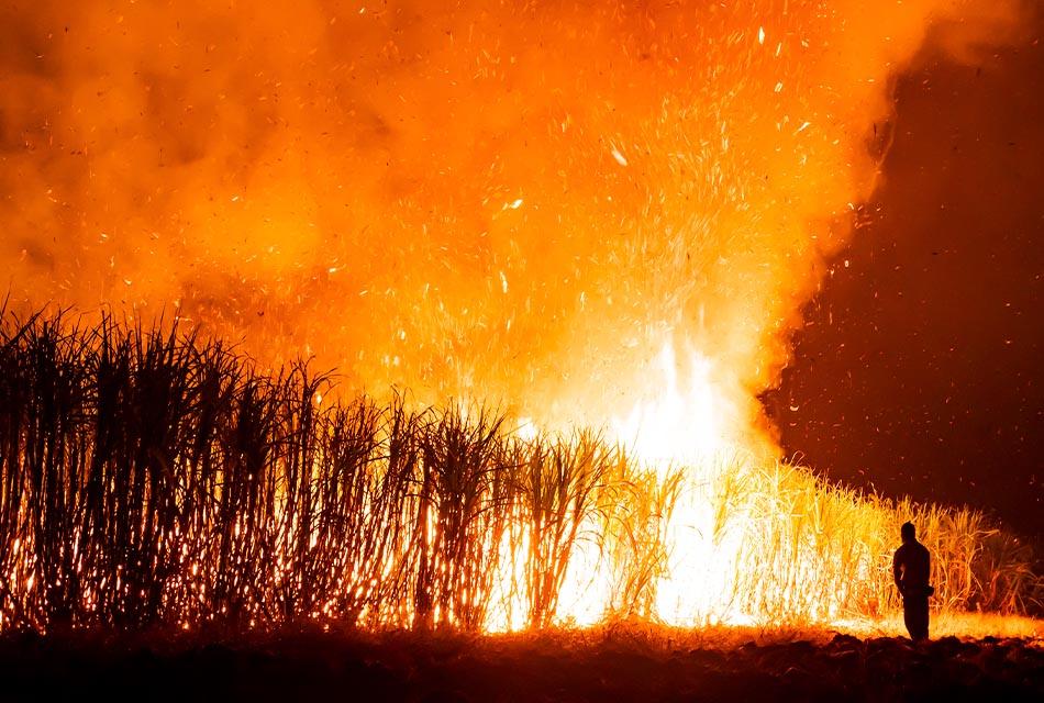 Industry-pm-Reduce-purchase-burnt-sugarcane-SPACEBAR-Thumbnail
