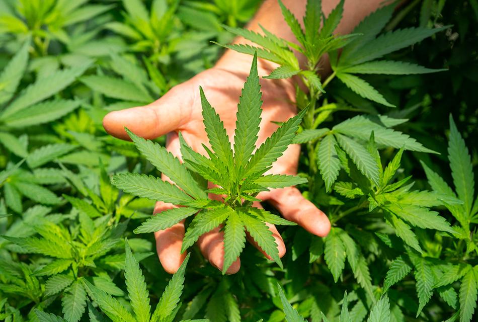Marijuana-use-may-damage-heart-and-brain-health-two-studies-found-SPACEBAR-Thumbnail.jpg